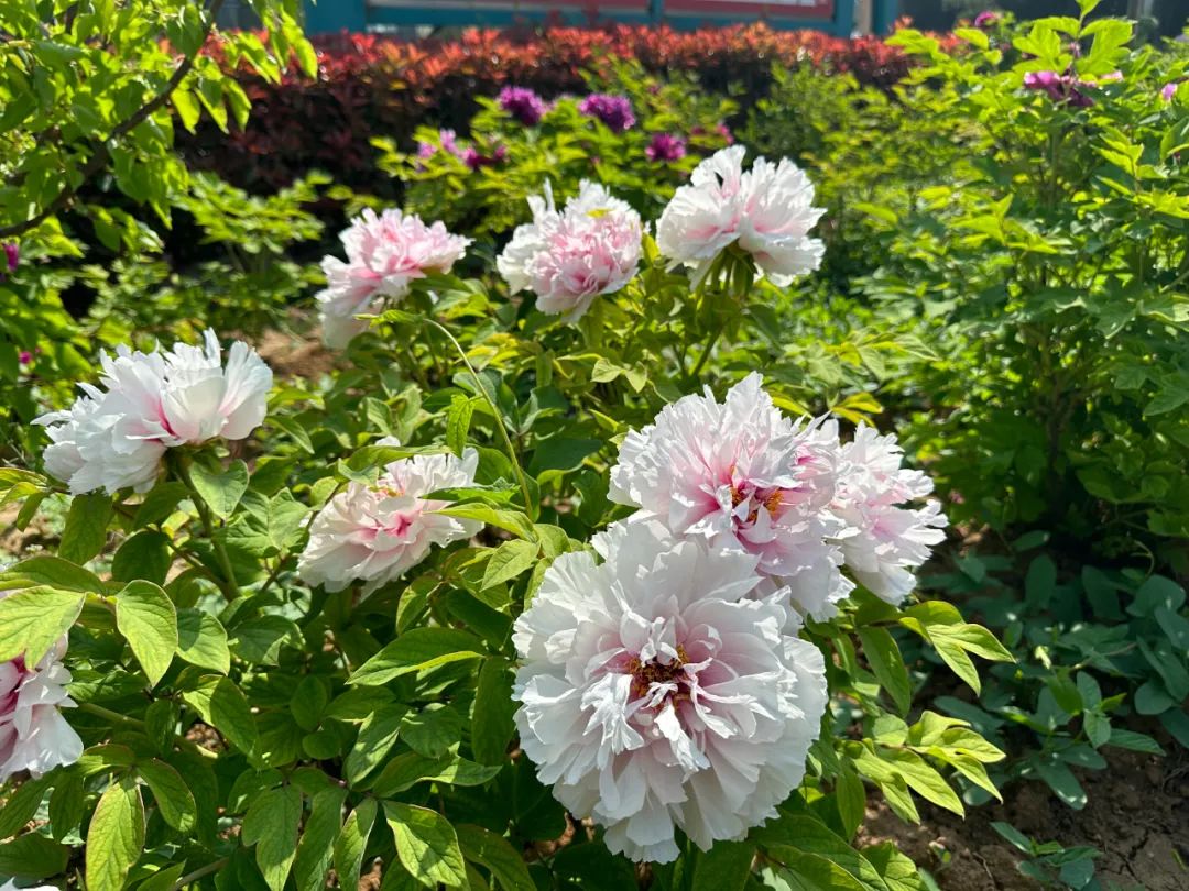 1733809906657.jpg 2.jpg